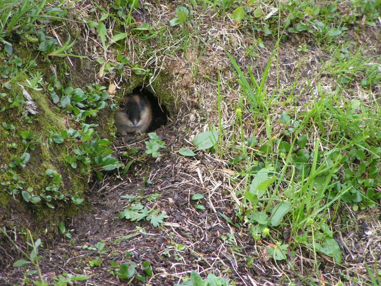 Eliminazione degli Nutrie dalla tua Proprietà: Sei Strategie Pratiche