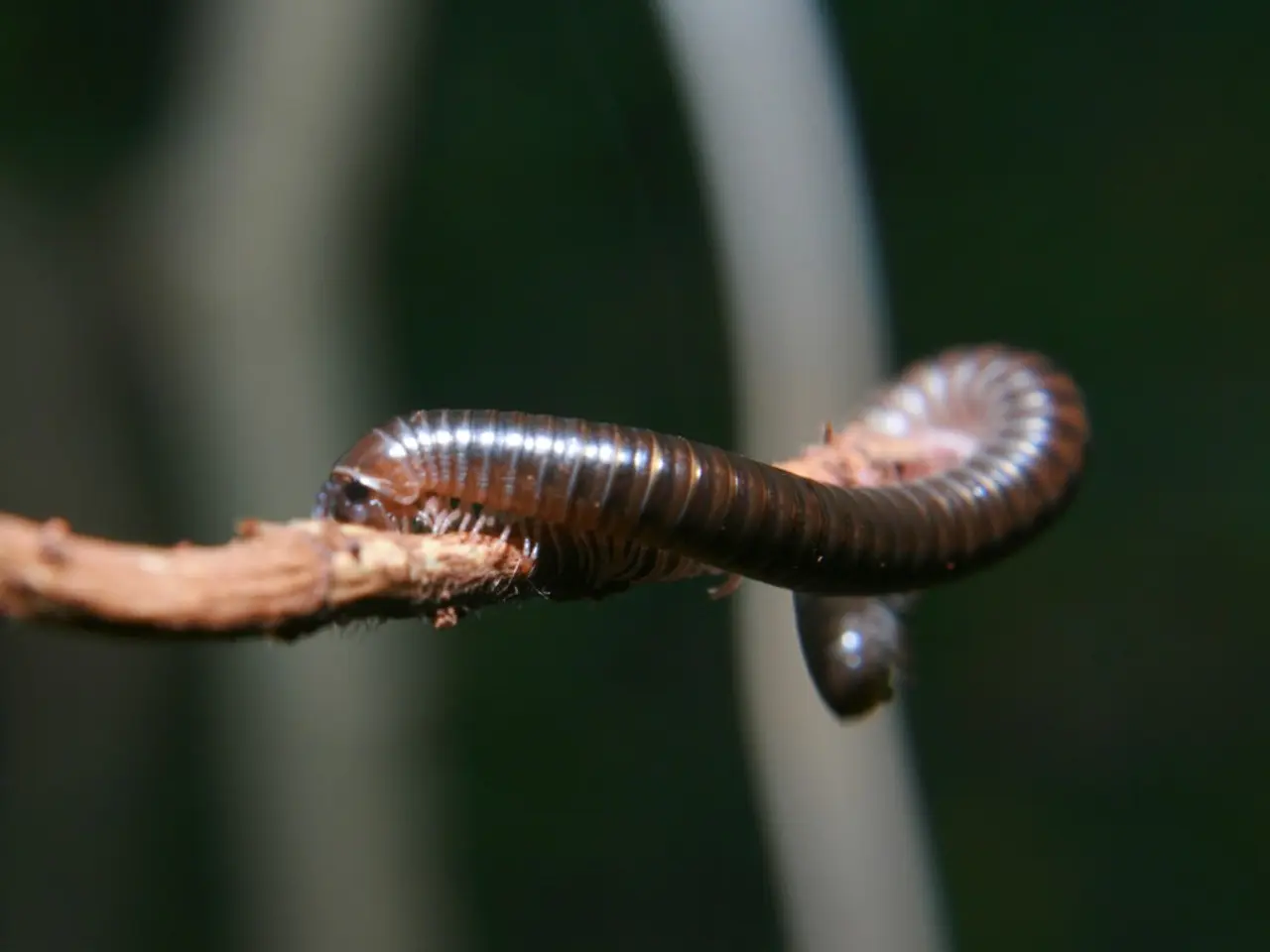 Autorit√† Americane Trasferiscono Criminale Cibernetico Nigeriano per il Partecipazione ad un...