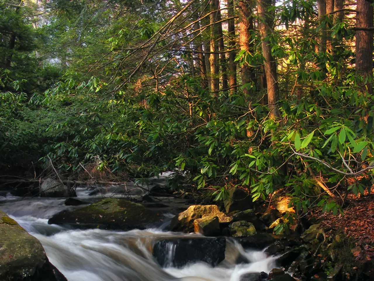 Commenti dell'Informatore Presidenziale sull'Incapacità di Fubara di Governare la LG e l'Assemblea...