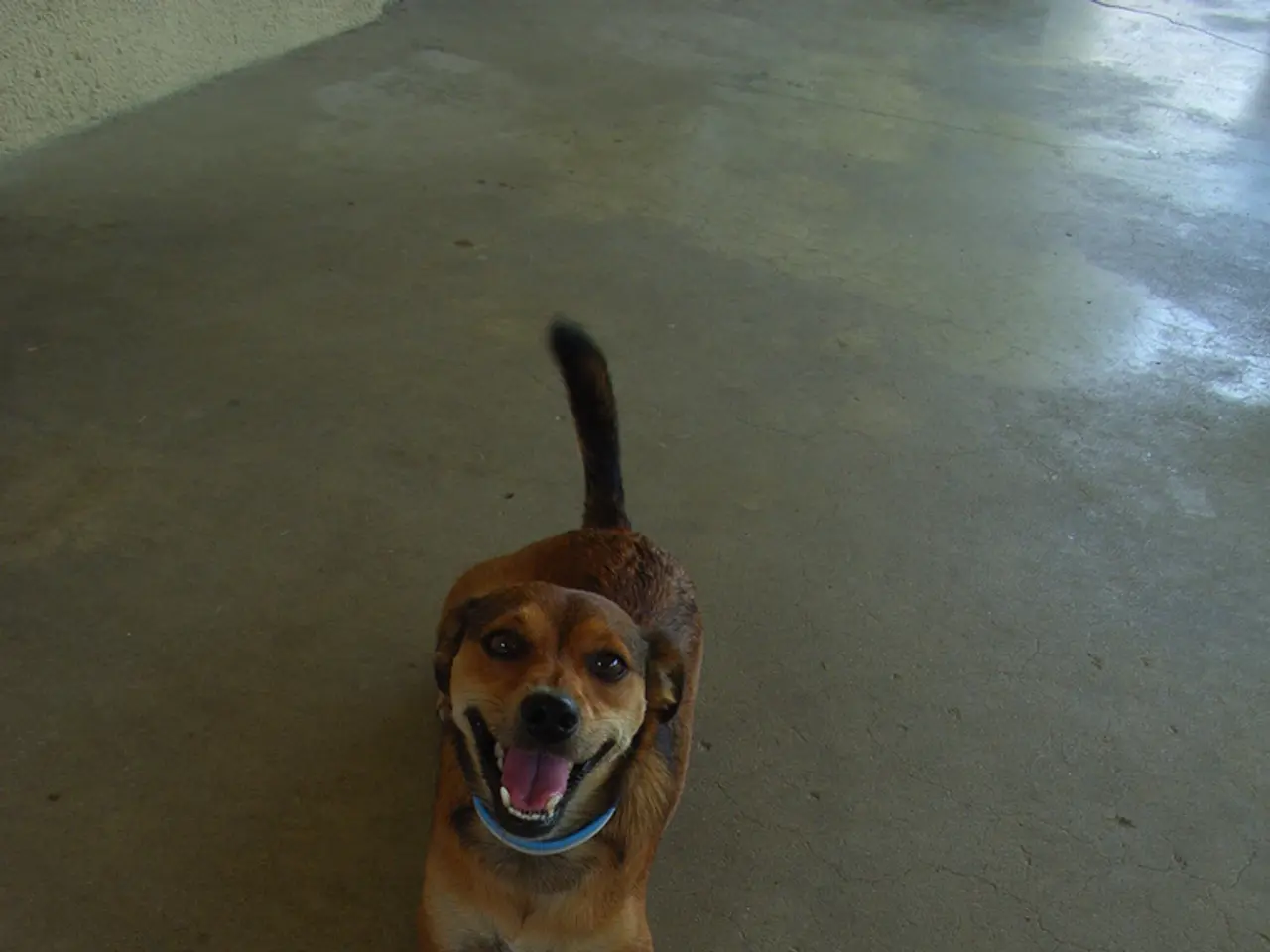 Le autorità hanno scoperto un piccolo cane a Wiesbaden