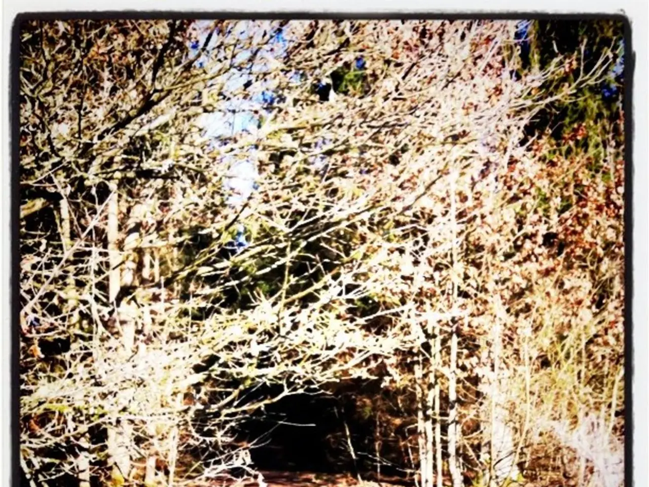 Utilizzando le tecnologie di osservazione sulla Terra per contrastare la distruzione delle foreste