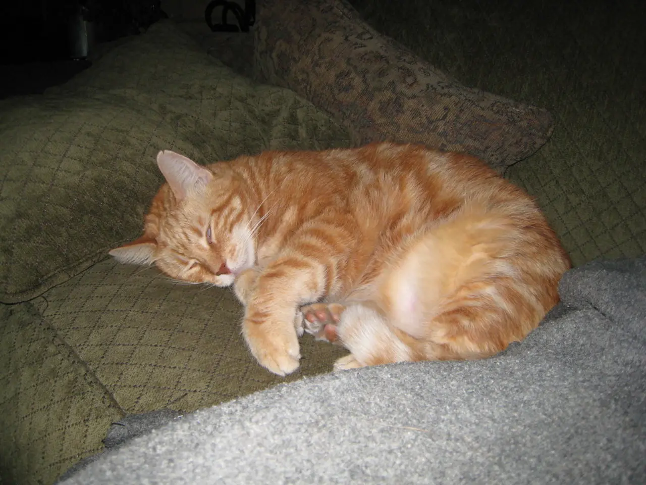 Comportamento felino: perché il tuo gatto si addormenta costantemente tra le tue gambe?