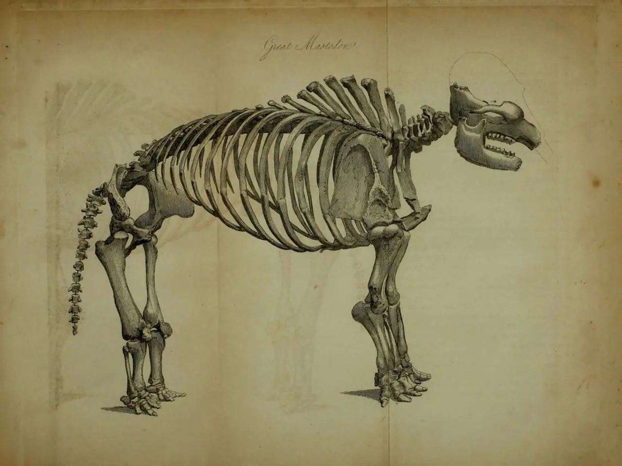 Archeologi scoprono i resti di un predatore estinto, noto come 'ipercarnivoro', che ha...