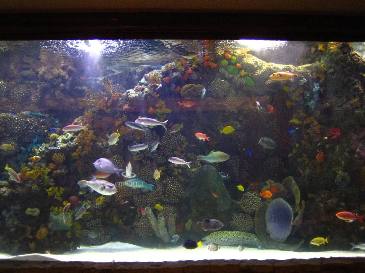 Pompa per Acquario DC Regolabile per Serbatoi per Barriere Coralline - Dispositivi di Circolazione...