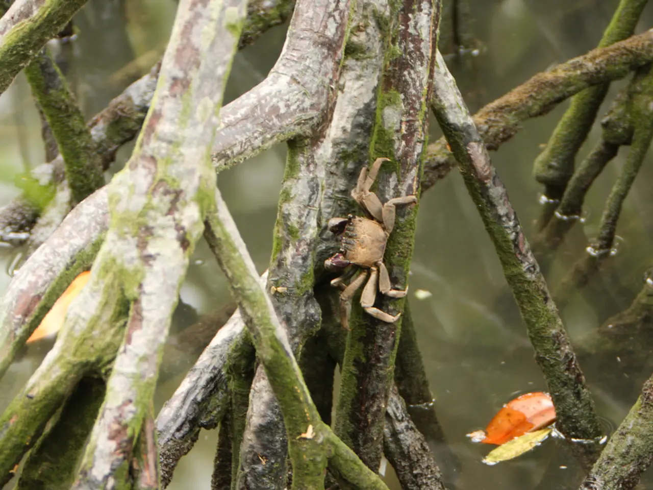  arbusti di mela cotogna vivaci: scelte ottimali per colore e forma