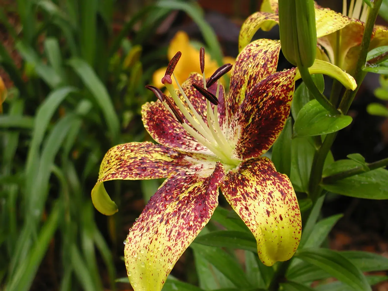 Due specie di vegetazione puzzolenti sbocciano simultaneamente ai Kew Gardens