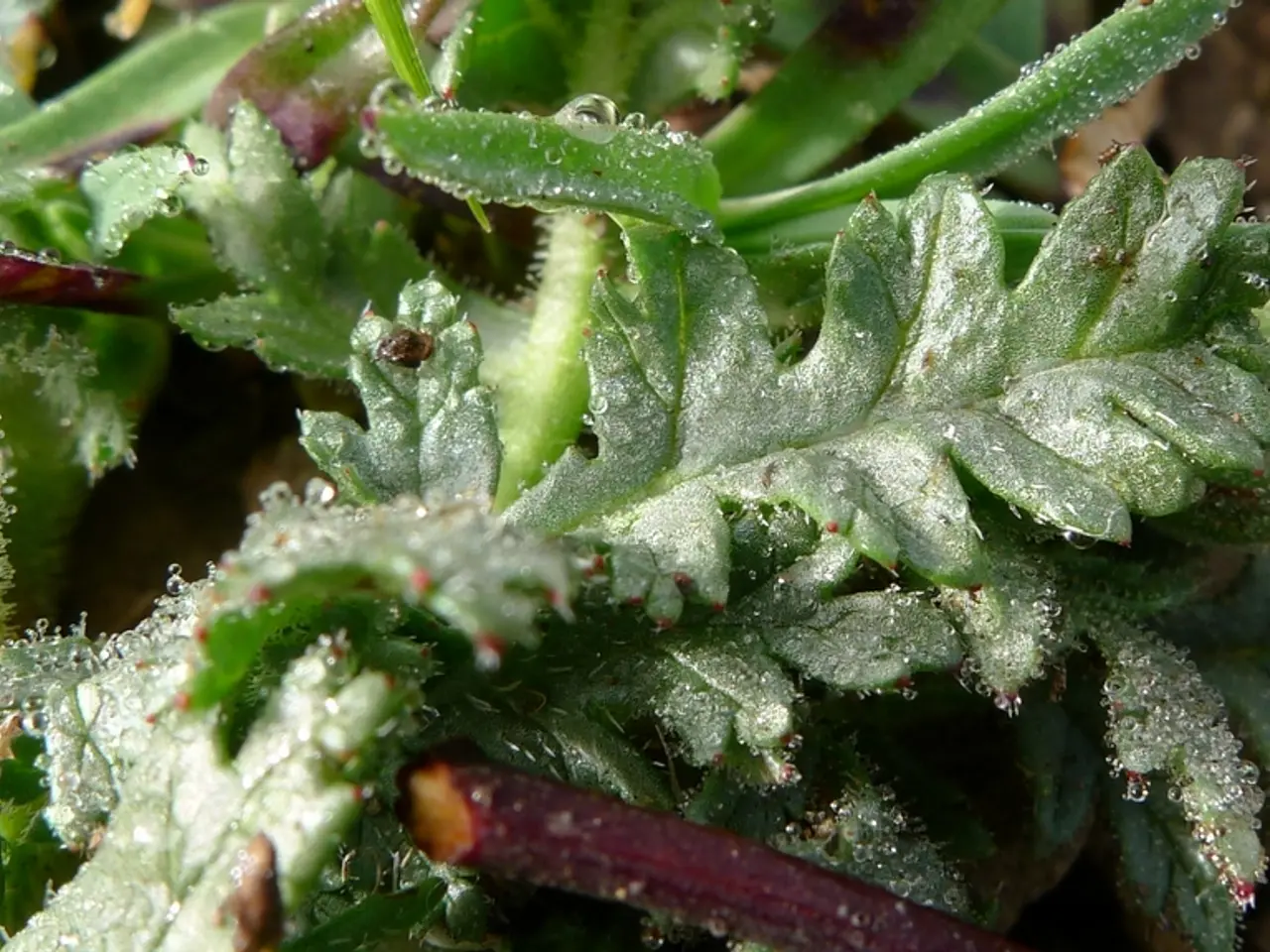 Regime di irrigazione invernale ottimale per piante d'appartamento vivaci - Secondo gli...