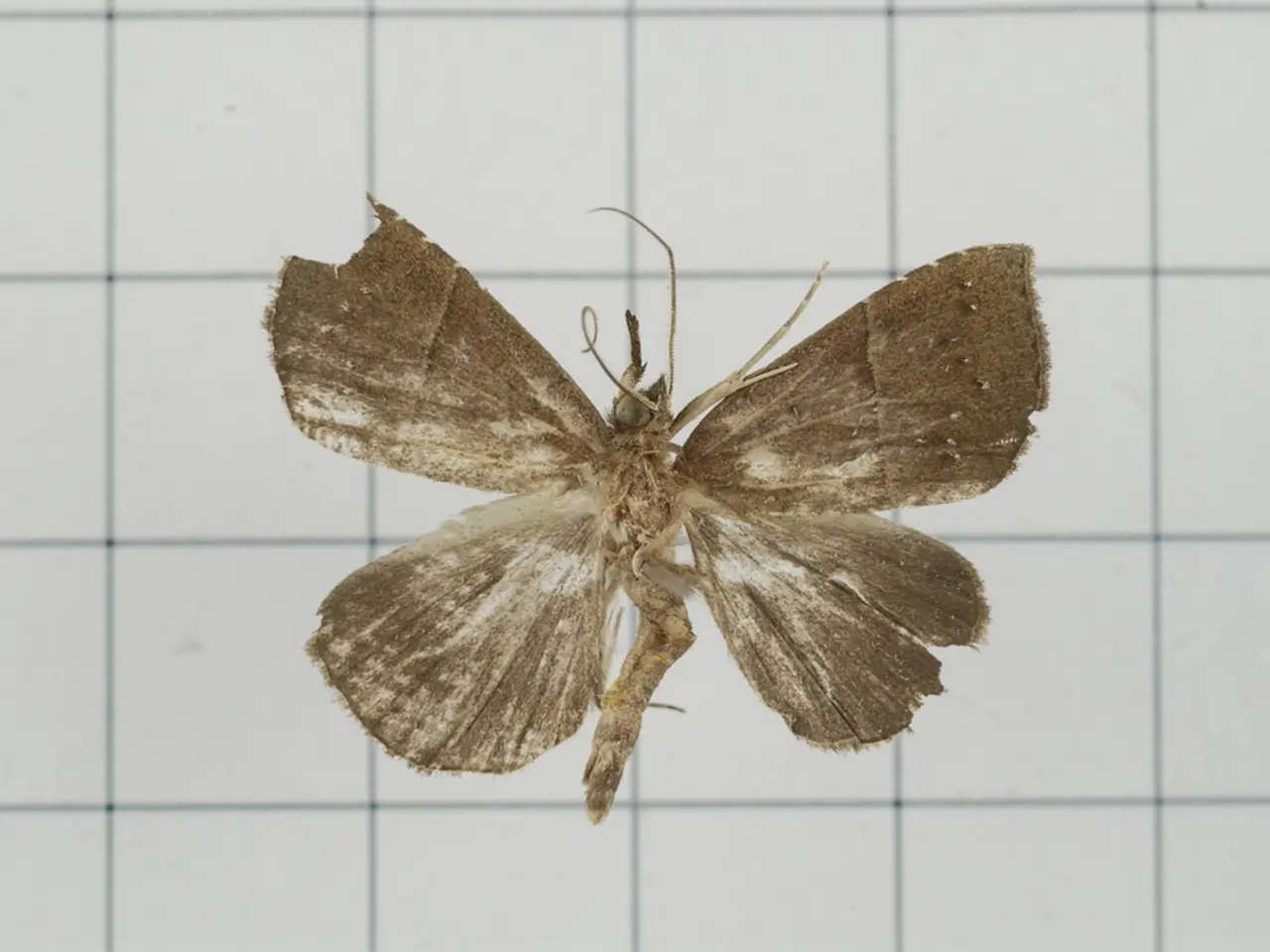 Prevenire i Fiori del terreno: mantenere il terreno delle piante libero dalle blatte