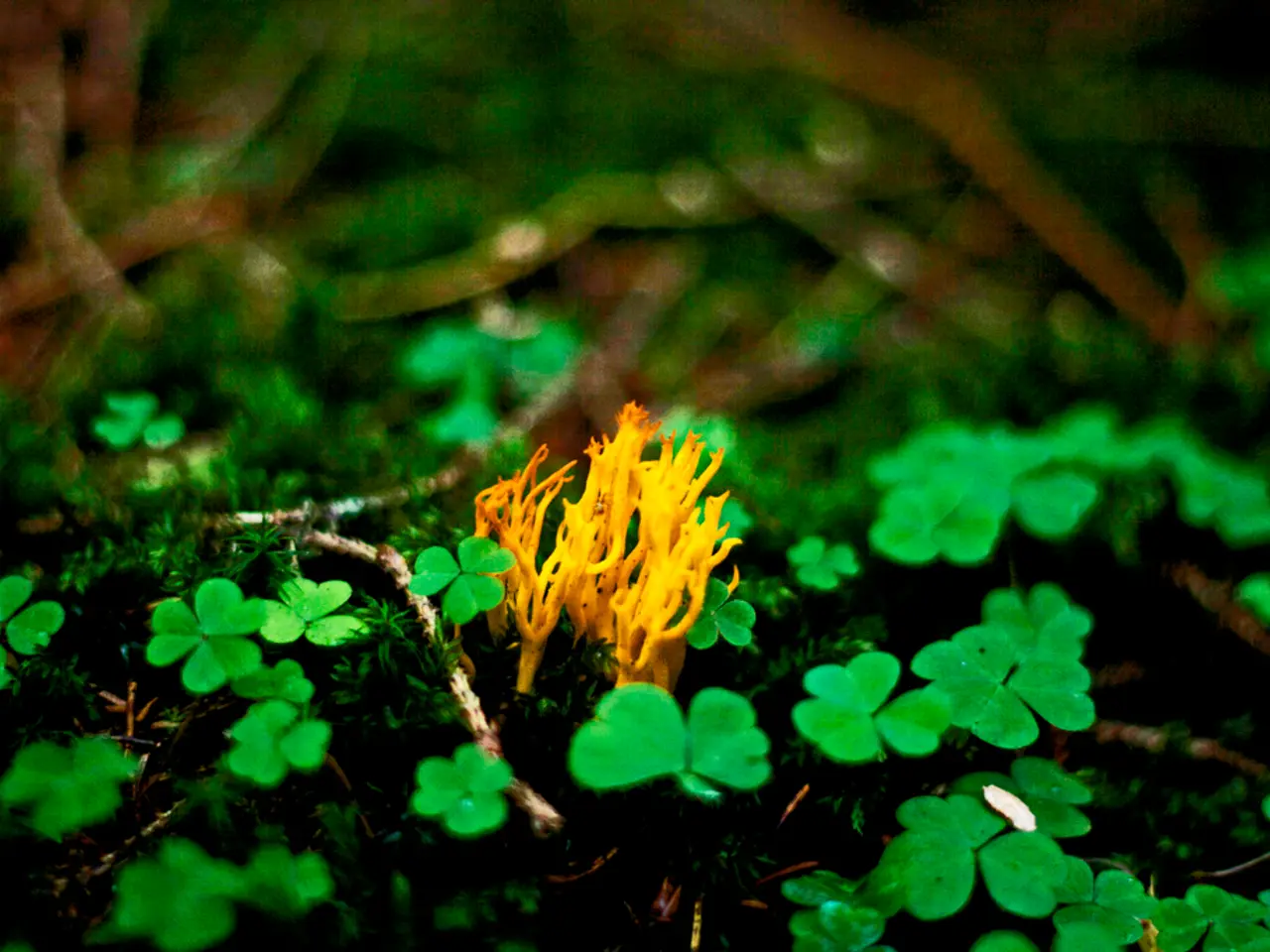 Guida alla Preparazione del Terreno per la Piantagione: Itinerario Approfondito