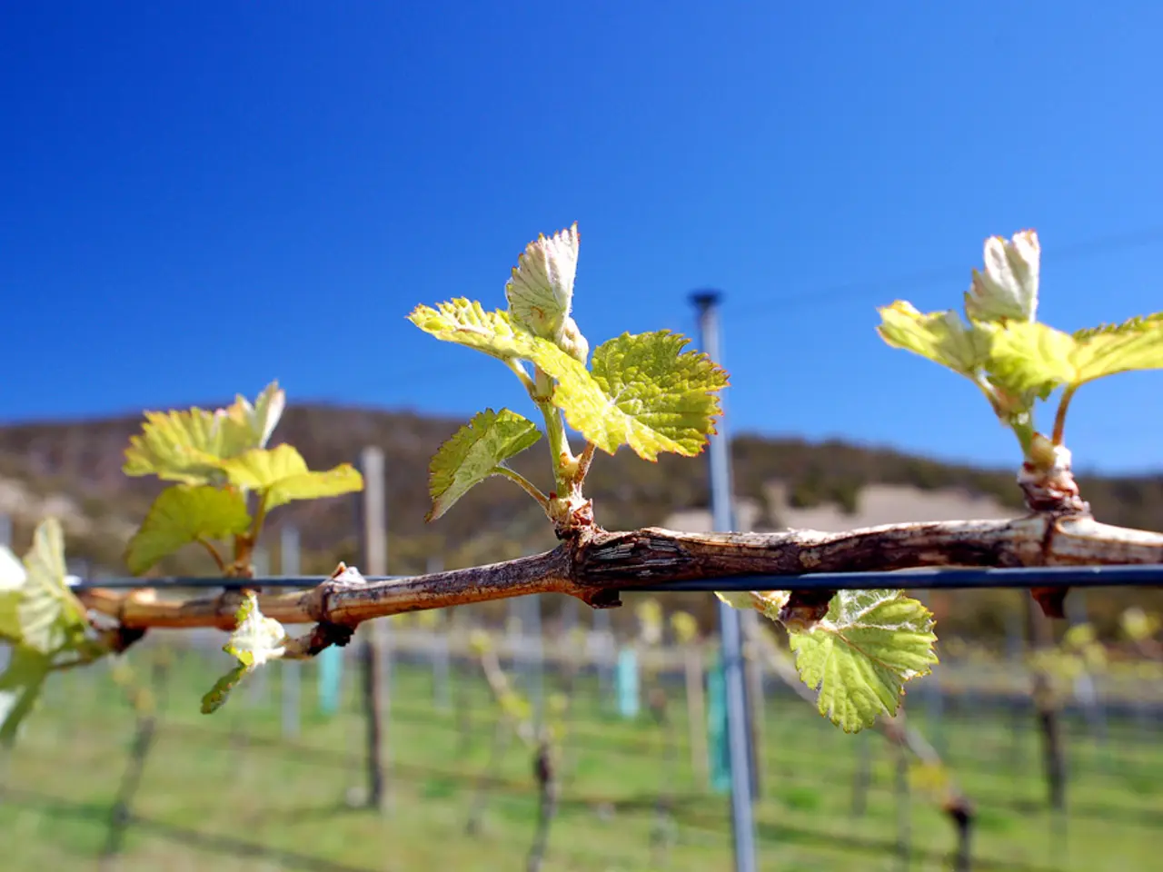 Espansione dell'incidente di sicurezza di Salesloft Drift: Zscaler svela la violazione e consiglia...