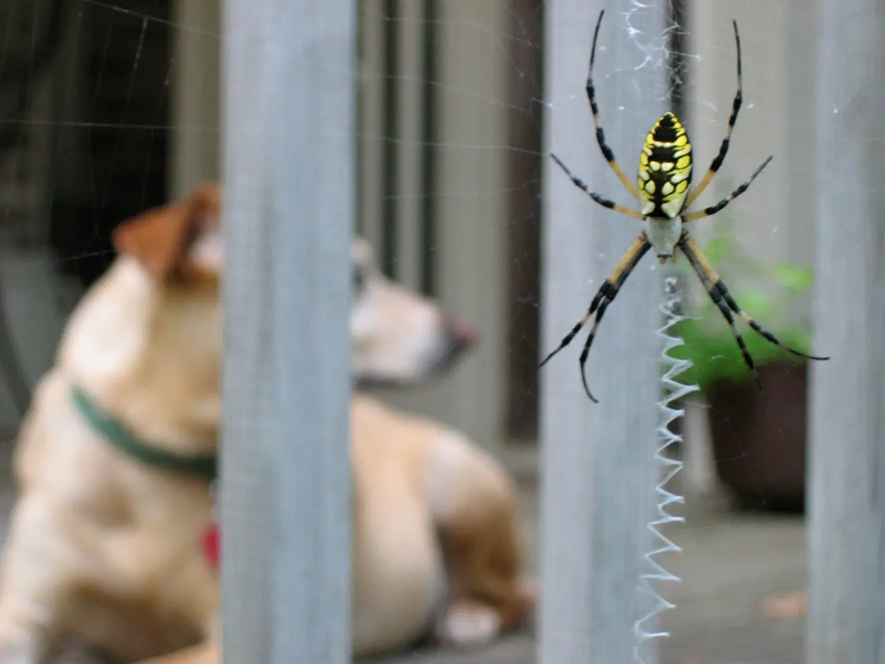 Strategie di rimozione per la vegetazione della pianta d'edera velenosa