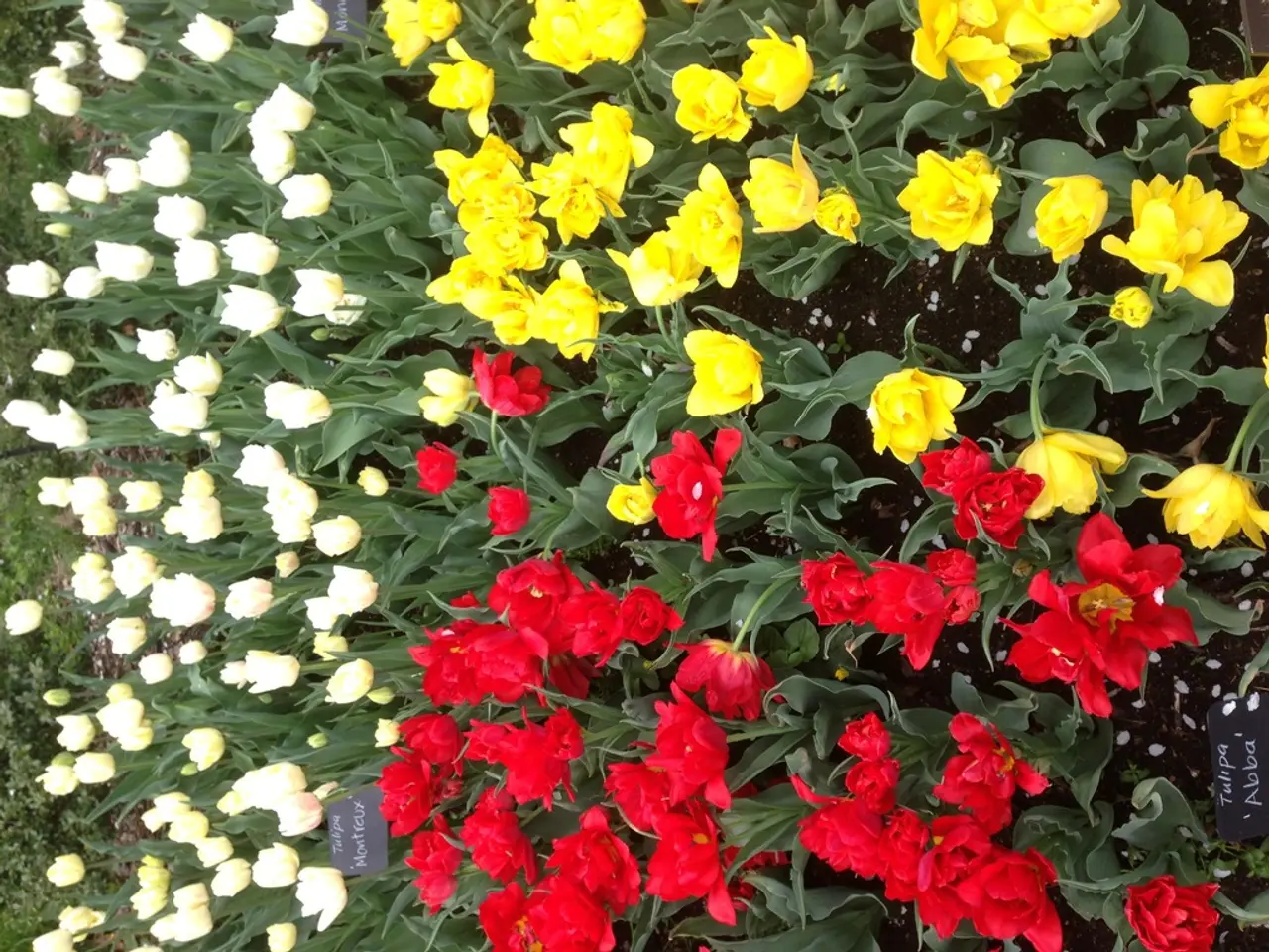 Una Selezione di 75 Nomigliori per Aziende di Fiori che Adorerai