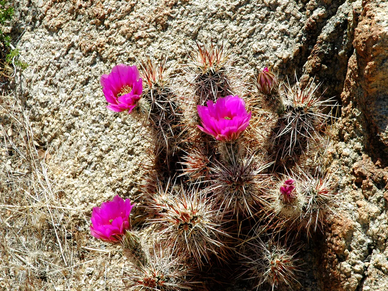 Concetti di Transformatura del Paesaggio con Pietre: 13 Approcci Innovativi alla Giardinaggio con...