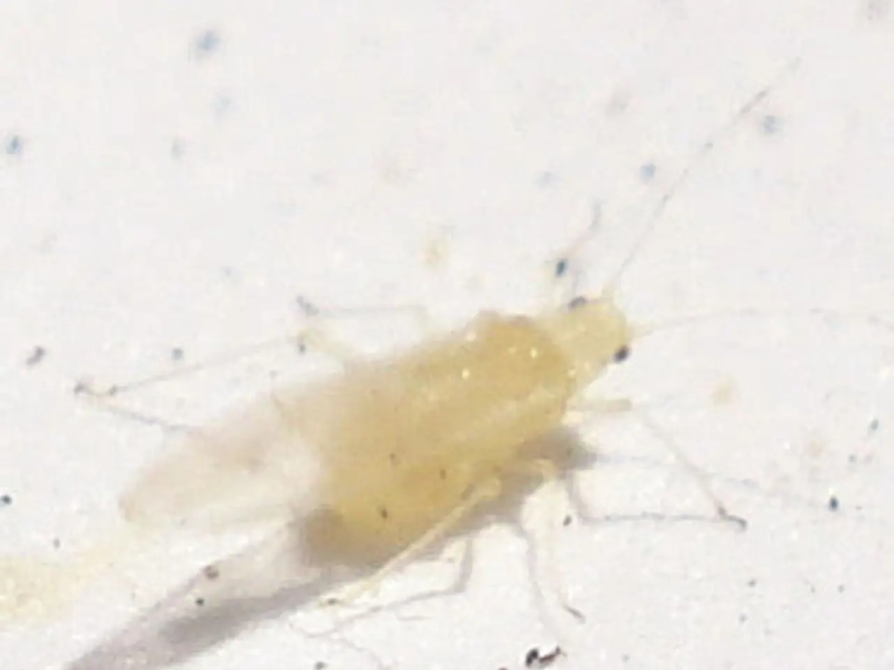 Gigante bestia muscolosa scoperta all'interno di una residenza a nove piani a Nizhny Novgorod