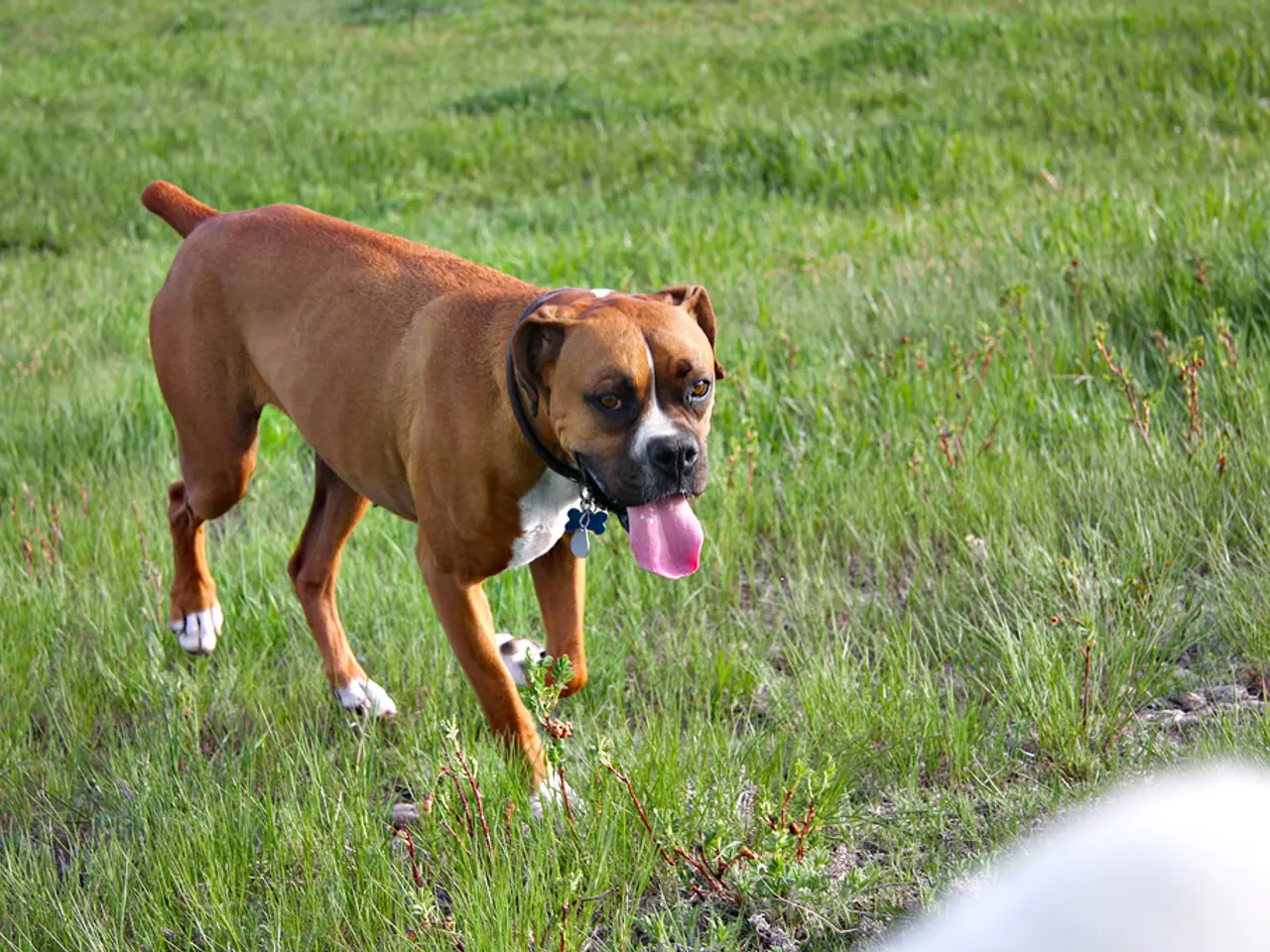 Strategie per Proteggere il Prato dai danni dei Cani