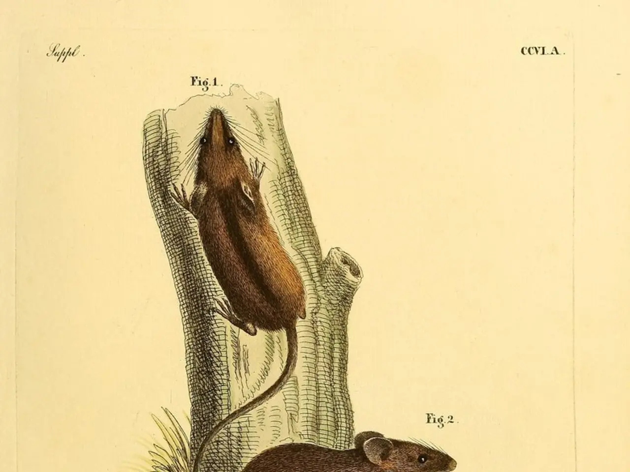 Mappatura dell'Attività del Cervello Durante il Processo Decisionale per la Prima Volta