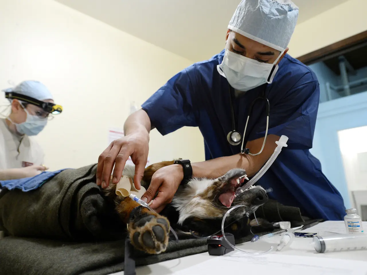 L'uso medico delle sanguisughe resta una prassi - namely, è vero. Le ragioni spiegate.