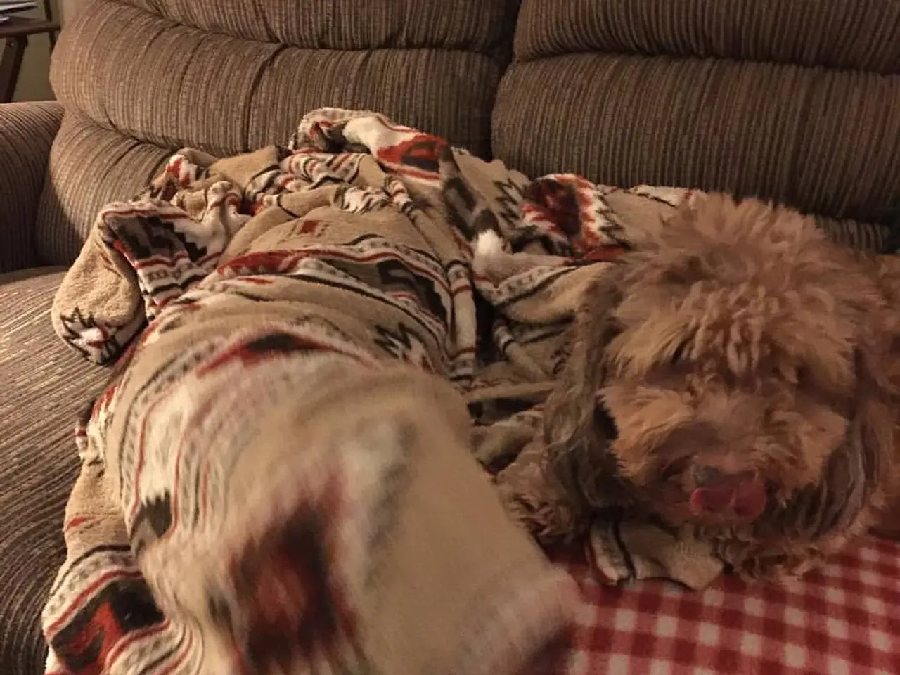 Essenziale ma alla moda, il divano letto John Lewis potrebbe essere la scelta ideale per le stanze...