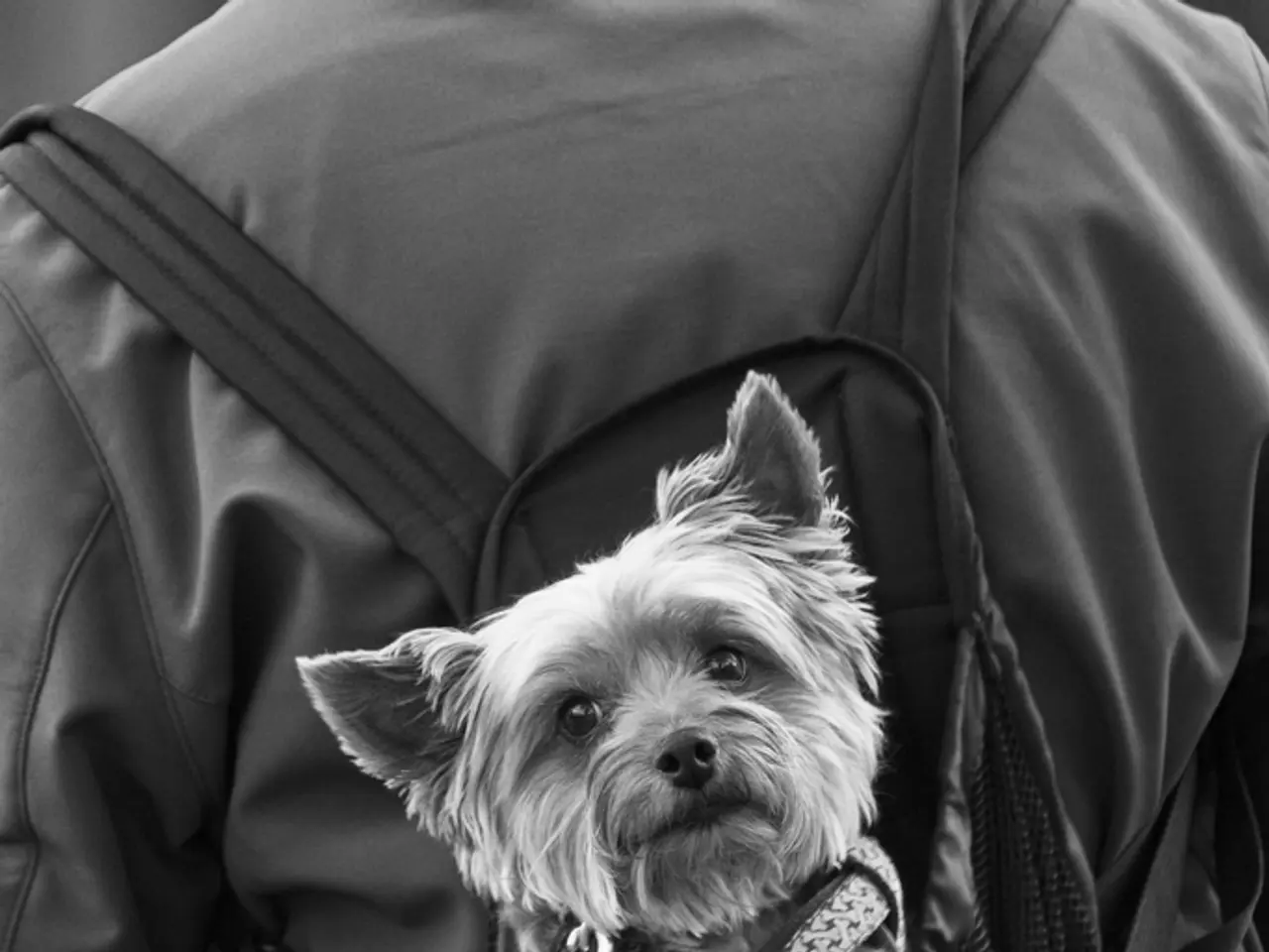 Viaggiare con il tuo animale domestico in modo semplice: Scopri lo zaino portatile ideale per il...