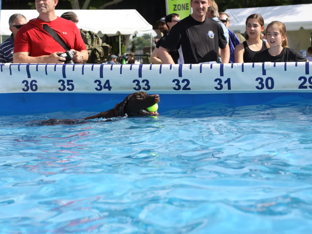 Il nuoto con i cani è al centro della scena nella Piscina del Bosco di Dietzenbach