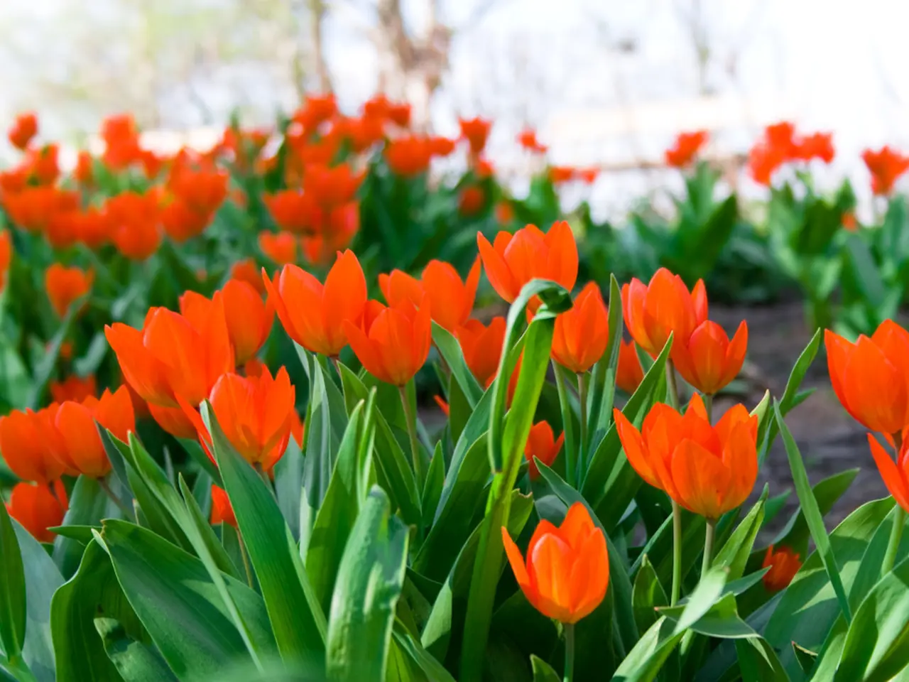 Consigli degli esperti sugli errori comuni nell'impianto di tulipani e soluzioni per i giardinieri