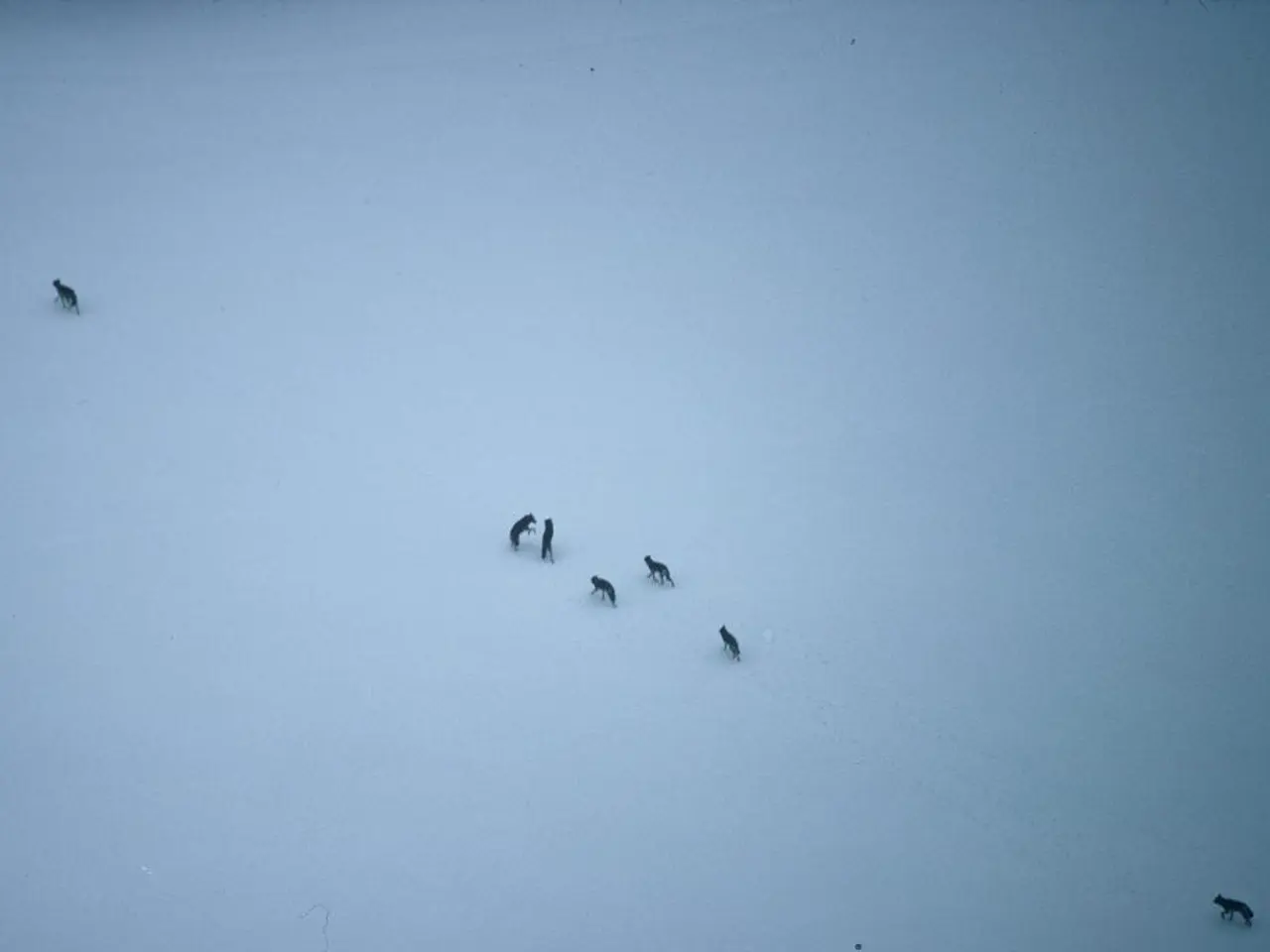 Indagando le radici del migliore amico dell'uomo - i cani