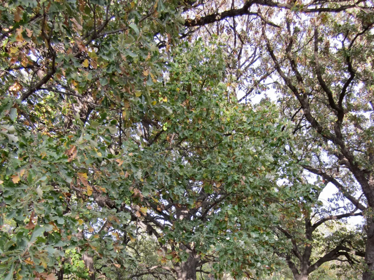 Spiegato: Guida completa alle cure palliative per coloro che muoiono e le loro famiglie