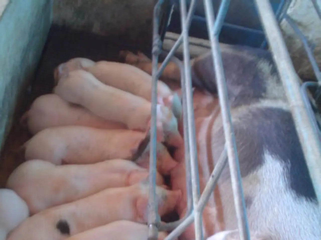 Incidente d'auto coinvolgente un cinghiale ha portato all'ospedalizzazione e alla perdita del...