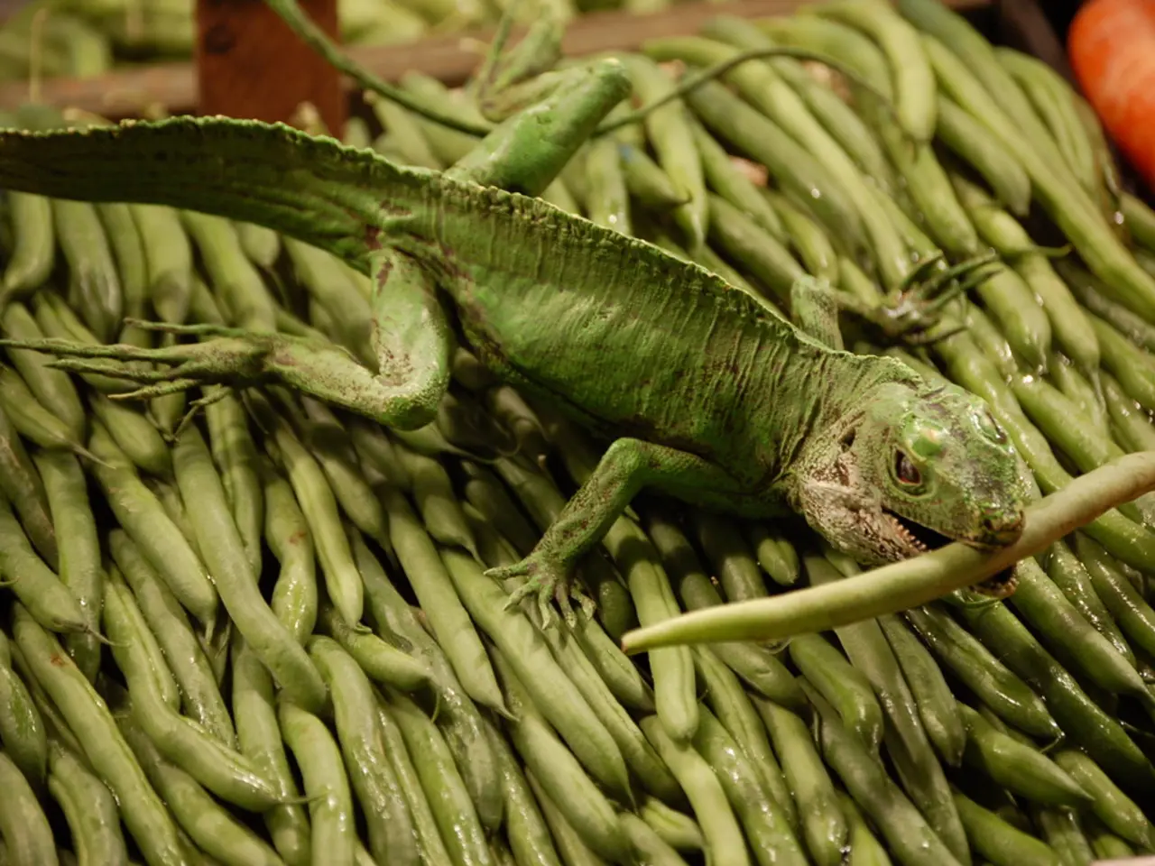 Durata del digiuno di un geco: un'analisi approfondita