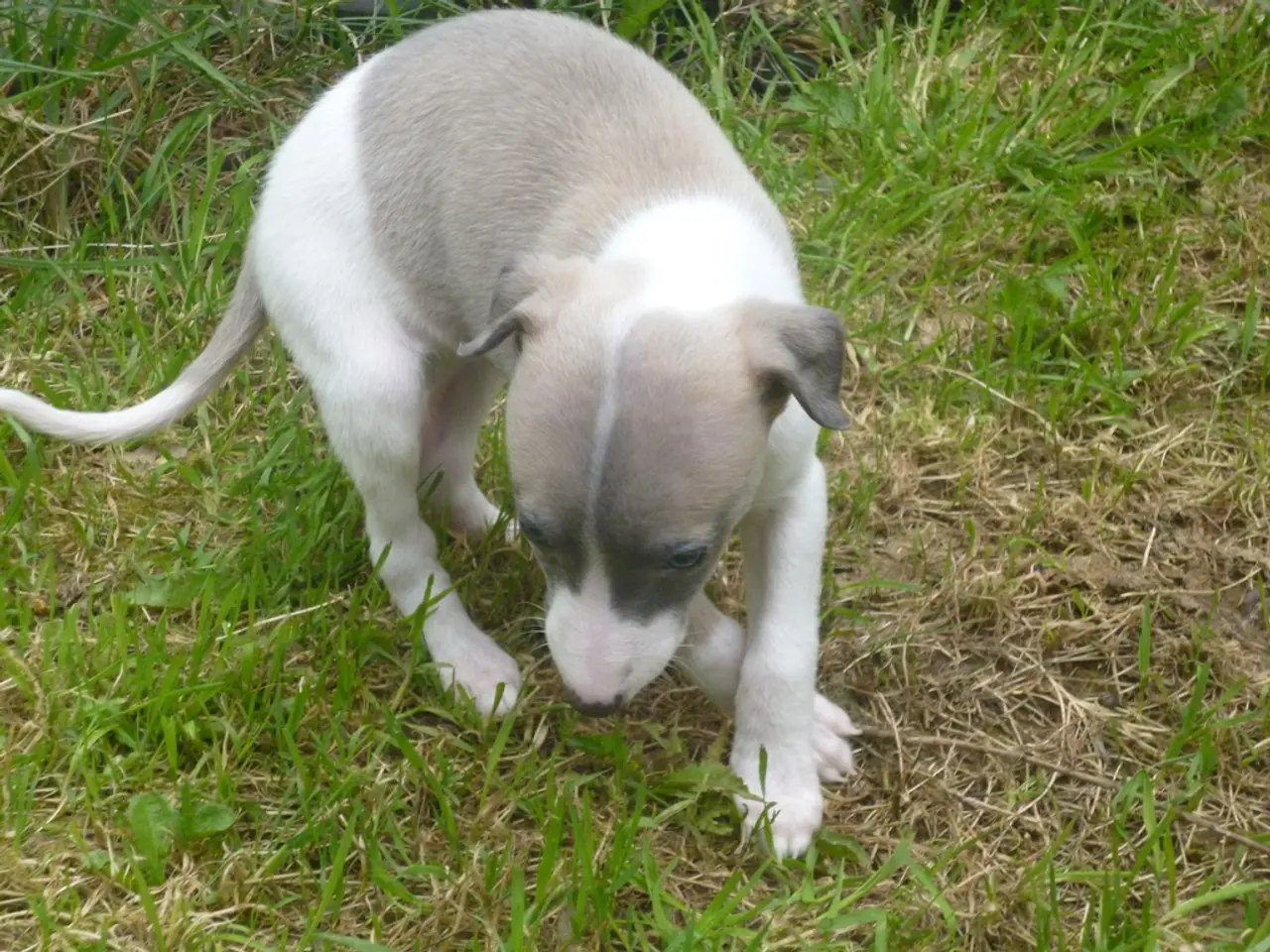 La guida rivela un metodo efficiente per mantenere l'attenzione del tuo cane durante le...