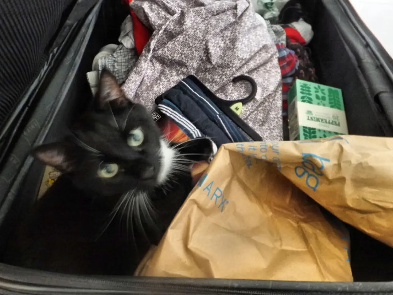 Prepararsi per un viaggio con il proprio amico felino? Questo piano di viaggio del addestratore...