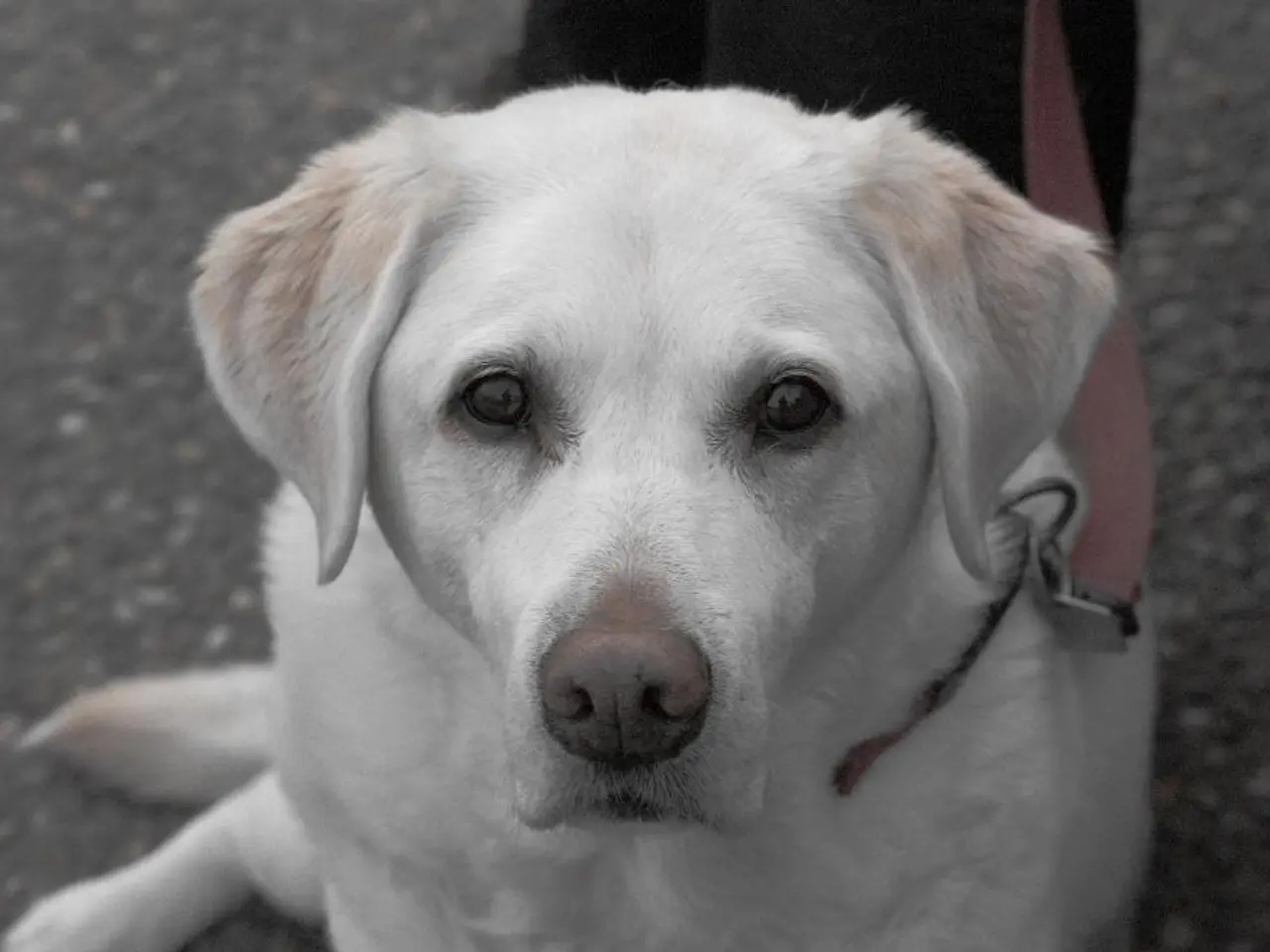 Il maestro divulga le strategie chiave per l'addestramento efficace del cane, riducendole a questi...