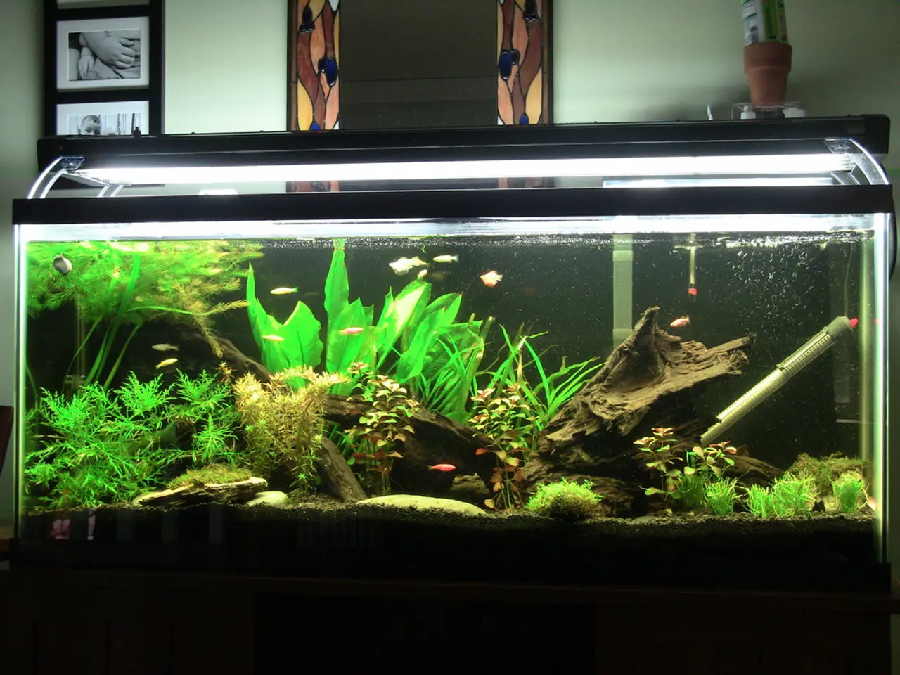 Il video diffuso online mostra un grave insuccesso in un acquario della California, apparentemente...