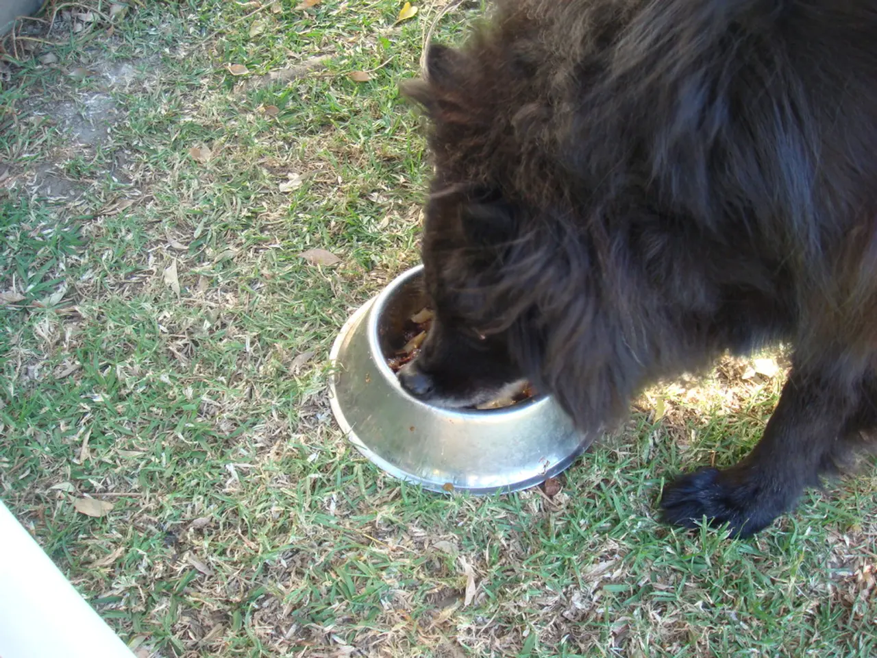 Prospettive di crescita sul mercato del mangime vegano per animali domestici previste superiori a...