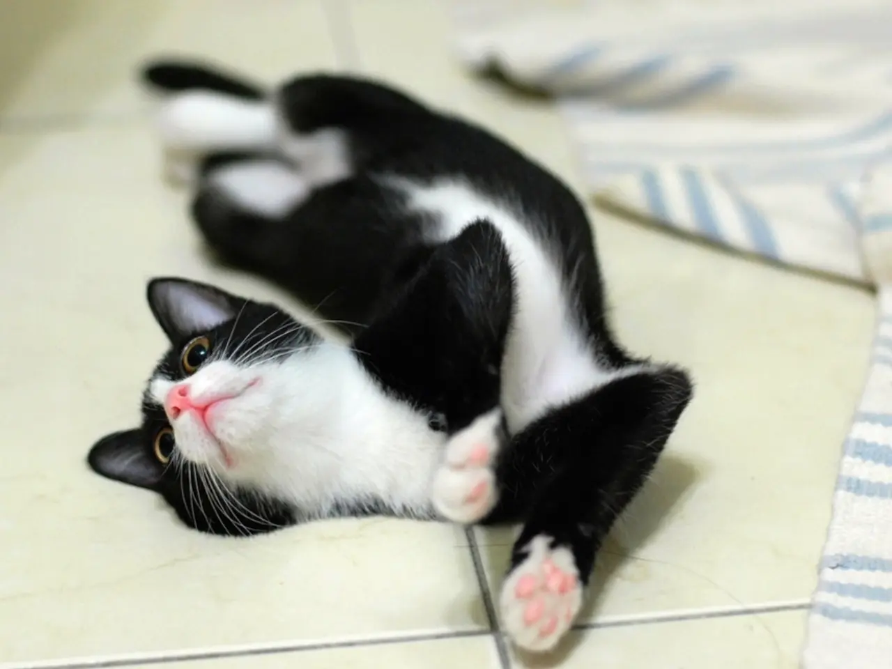 Comportamento del Gatto: Ragione per Giacere nella Lettiera