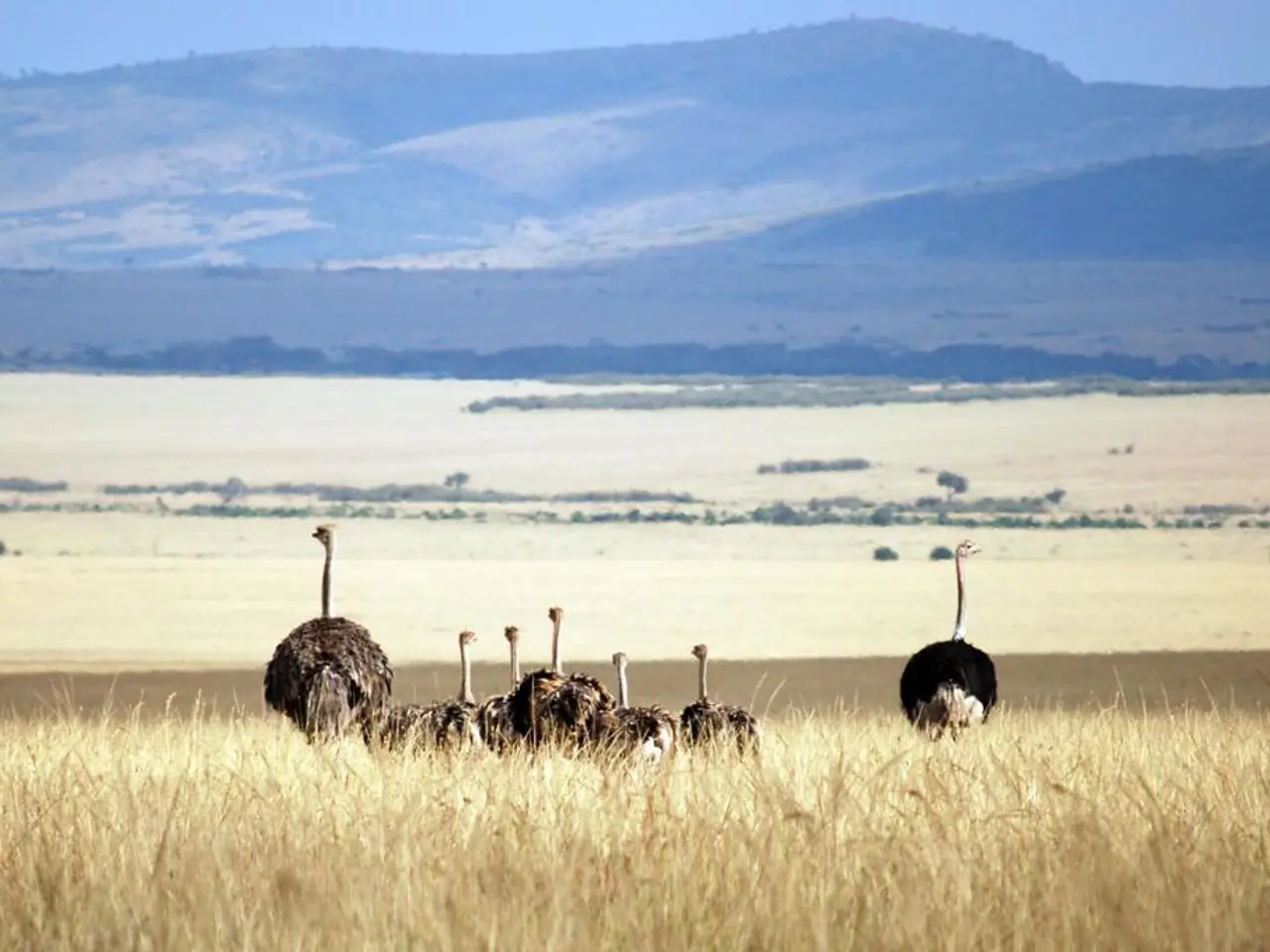 Emettere vs. Ostricola: Confronti di Dimensioni, Velocit√† e Habitat