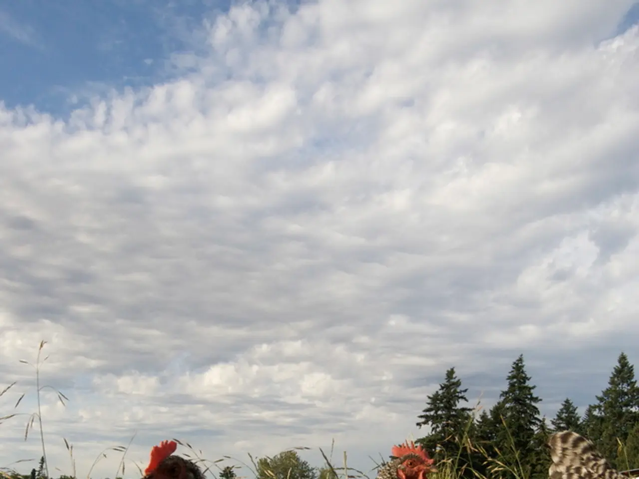 Ricerca in corso in Colorado: indagine sulla percezione del colore negli uccelli-mosca codachiara...