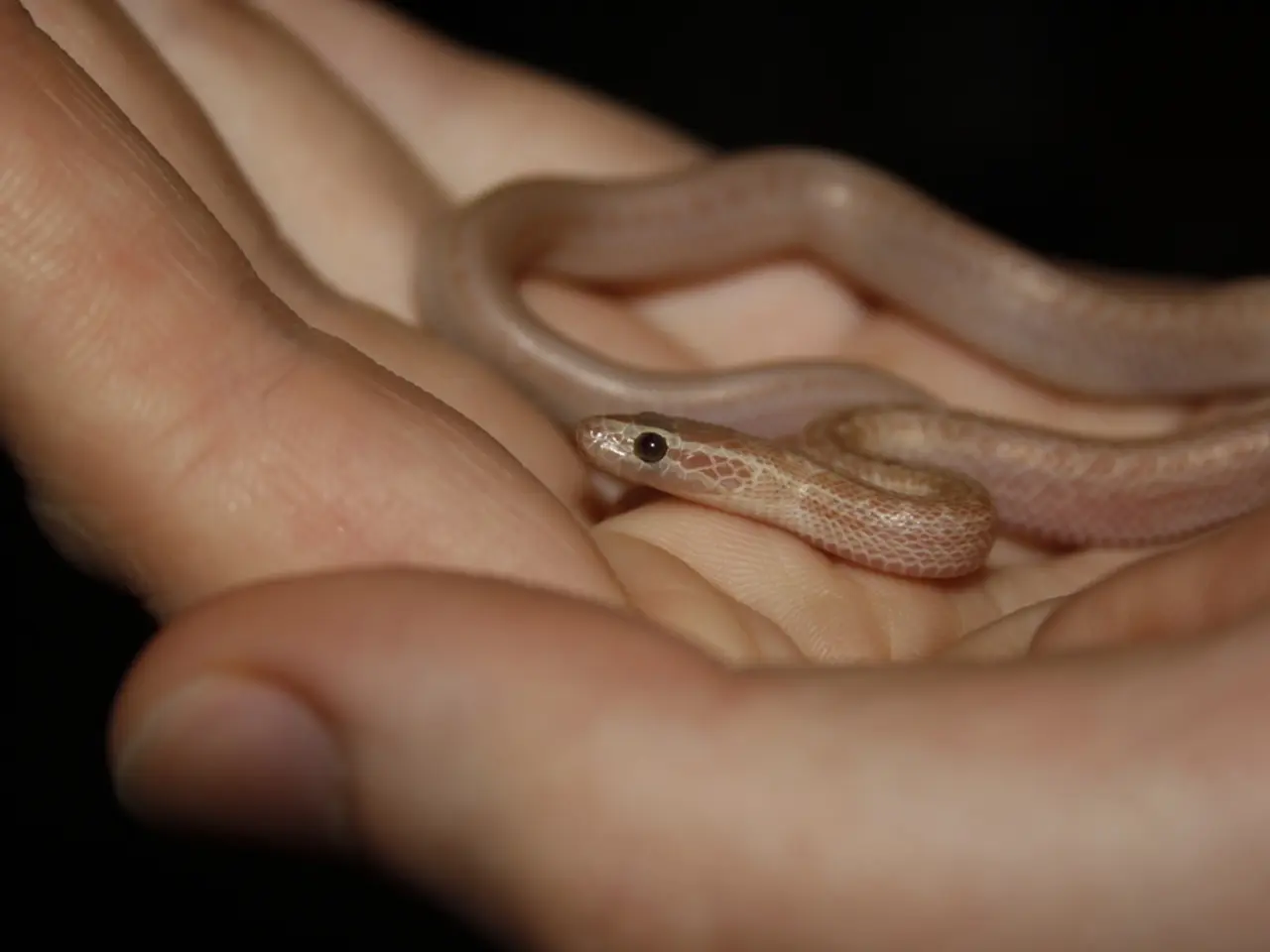 Valutazione della Personalità: Valutazione dei T Traits del Triada Oscura