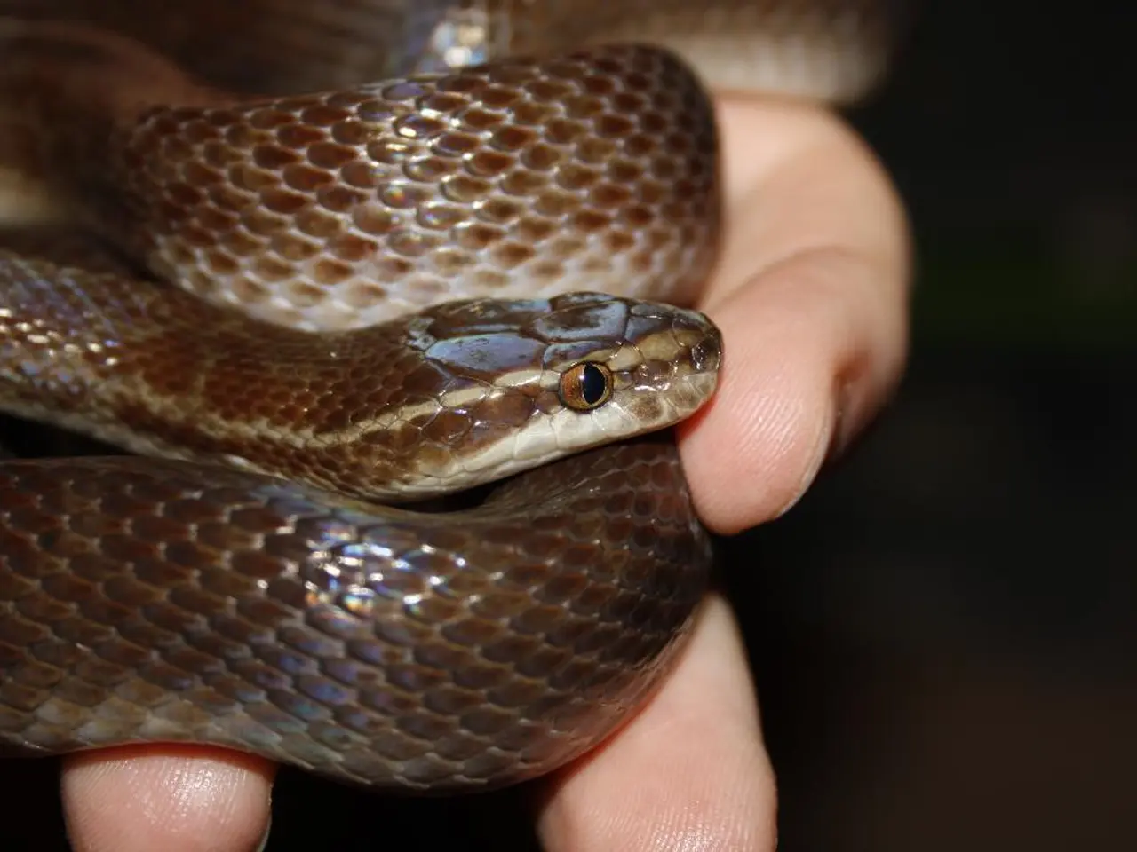 Modelli di Putter a blocco di braccio di livello superiore del 2025