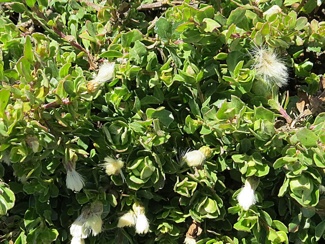 Temperatures più calde potrebbero diminuire la diffusione di specie di flora bianca