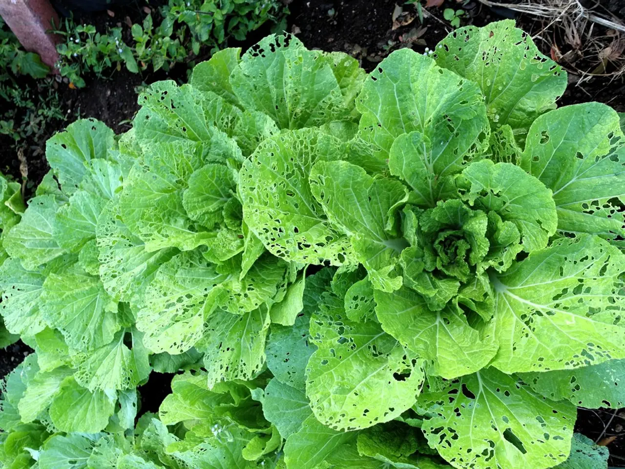 Lotta Inespressa: Carenze di Micronutrienti Influenzanti le Donne Indiane