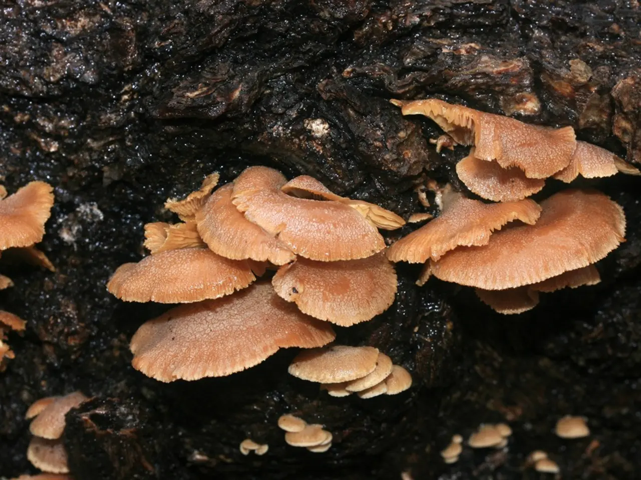 Escursionisti sotto l'influenza di funghi psicoattivi ritrovati nei pressi della wilderness di New...