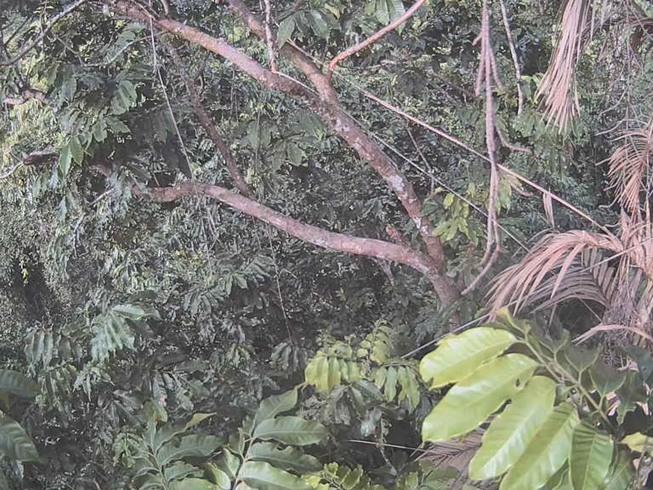 Azienda Olandese Introduce Nuovo Sito di Produzione per Sostituti dell'Olio di Palma Basati sulla...