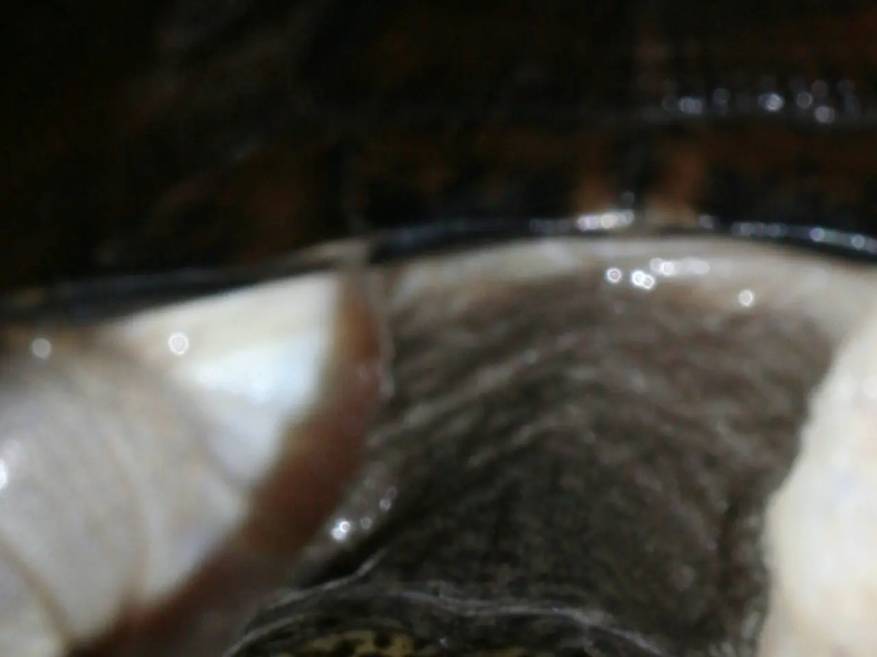 Guida all'installazione e configurazione di Tor Browser per computer Mac