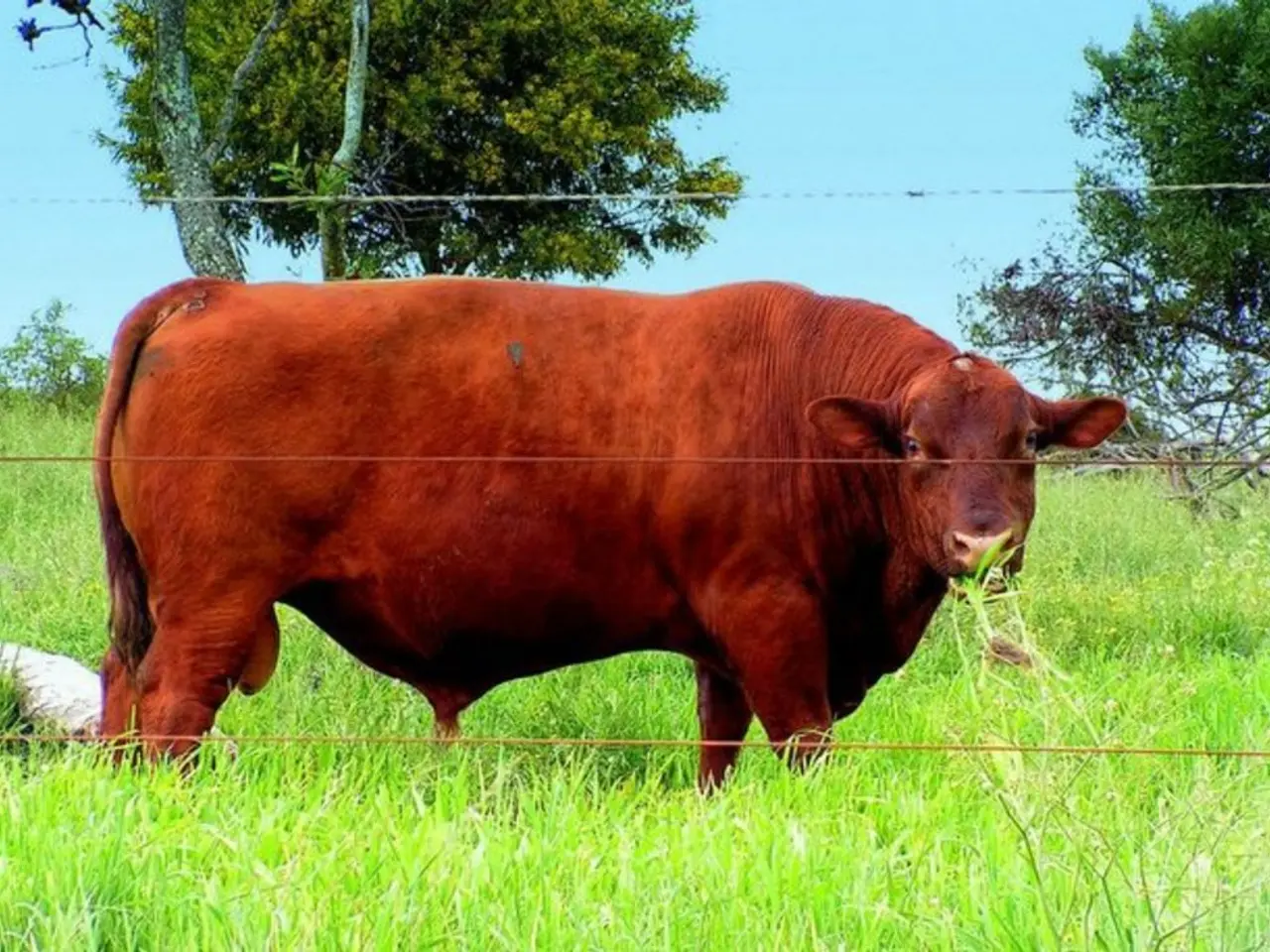 Traffico illegale di fauna selvatica e riciclaggio di denaro: attività criminali coinvolgenti la...