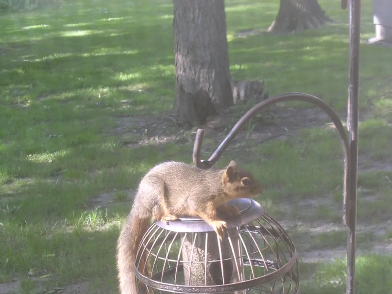 Trasforma il cortile in un rifugio selvatico senza sforzo (e soluzioni economiche incluse)