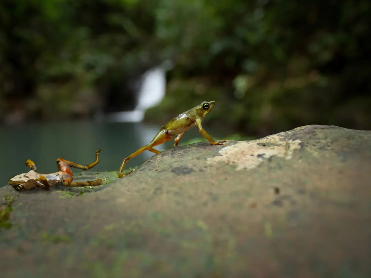  Trasformazione di una Rana: Guida a Colori Codificati