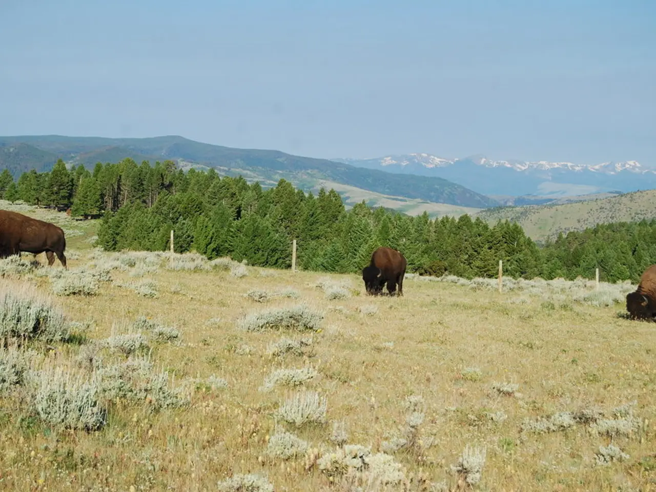 Utilizzando la Partecipazione Pubblica per Sorvegliare e Proteggere leushi popolazioni selvaggie