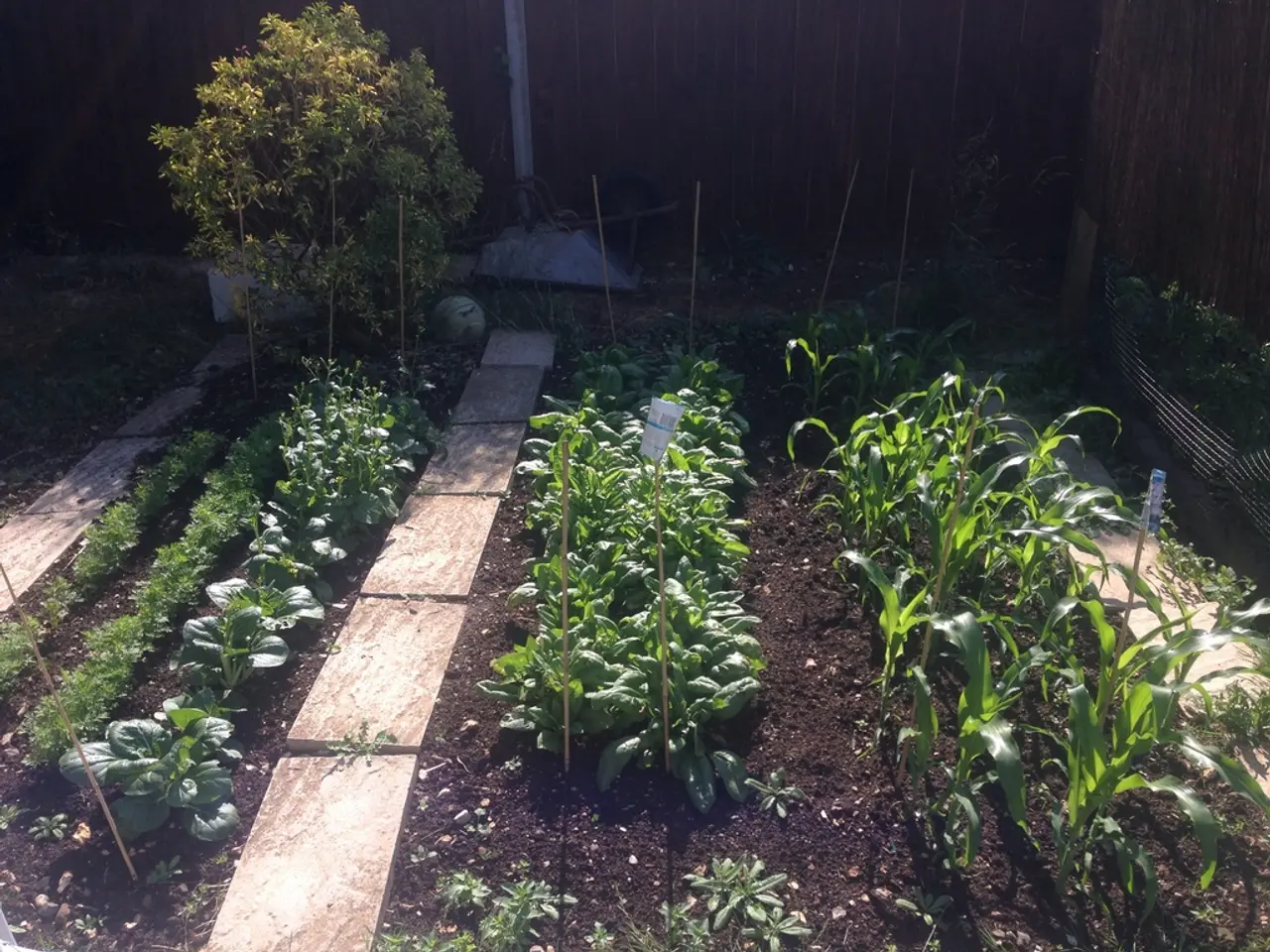 Le Piante Provano Invidia? Esplorando il Tentativo di un Viticcio di Superare i suoi Compagni...