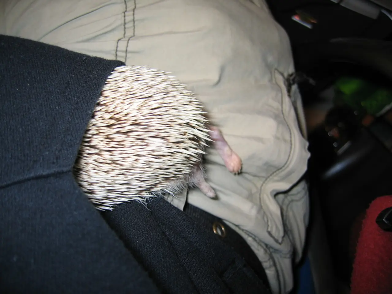 Frequentare il college con animali domestici: Una nuova tendenza o una scelta non convenzionale?